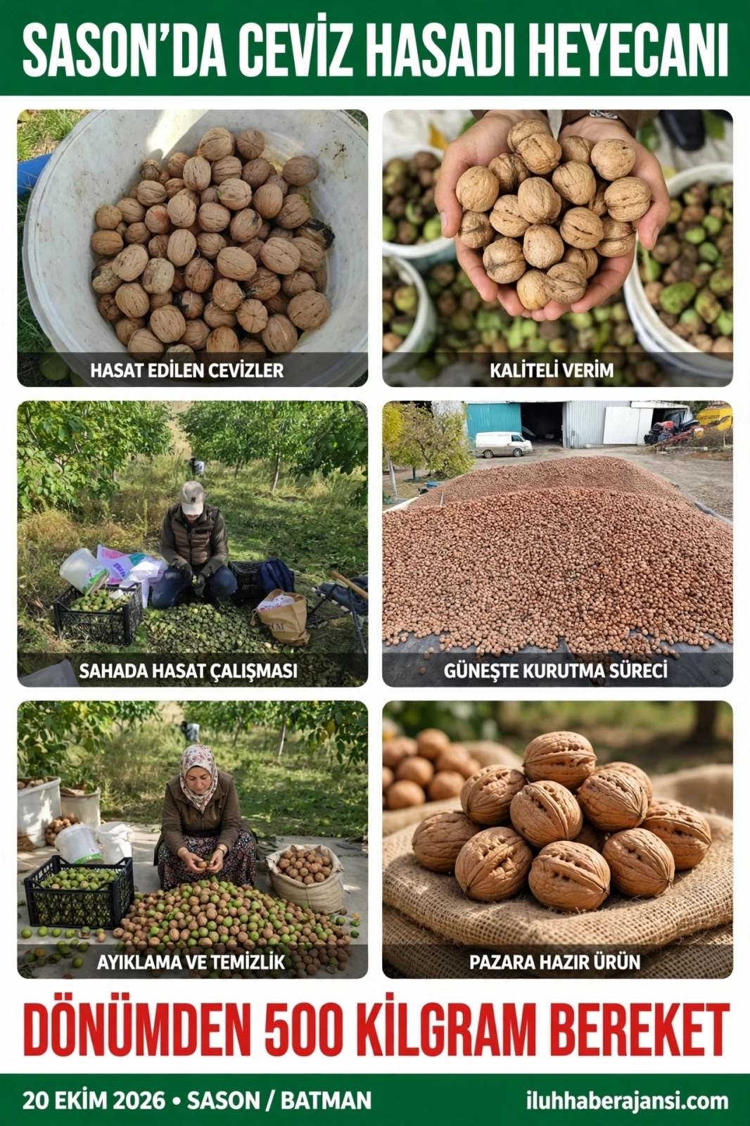 SASON’DA CEVİZ HASADI HEYECANI: DÖNÜMDEN 500 KİLOGRAM BEREKET
