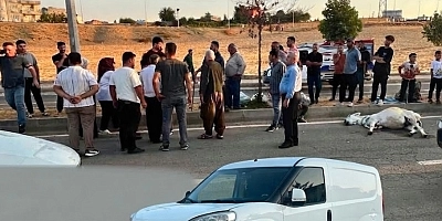 BATMAN'DA HAFİF TİCARİ ARAÇ EŞEĞE ÇARPTI: 1 HAYVAN TELEF OLDU