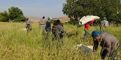 BATMAN'IN DÜNYACA ÜNLÜ PİRİNCİ SOFRALARA ULAŞIYOR: ORAKLA BİÇİLİP AT VE EŞEK SIRTINDA TAŞINIYOR!