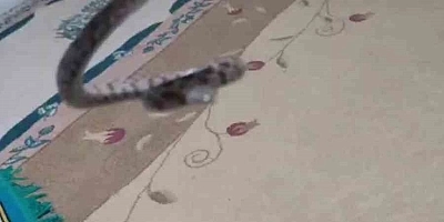 GERÇÜŞ’TE ÖRNEK DUYARLILIK: EVİNDEN ÇIKAN YILAN VE AKREBİ DOĞAYA SALDI