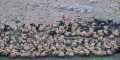 HAKKARİ BERÇELAN YAYLASI'NDAN BATMAN'A ZORLU VE UZUN GÖÇ BAŞLADI! ​