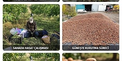 SASON’DA CEVİZ HASADI HEYECANI: DÖNÜMDEN 500 KİLOGRAM BEREKET